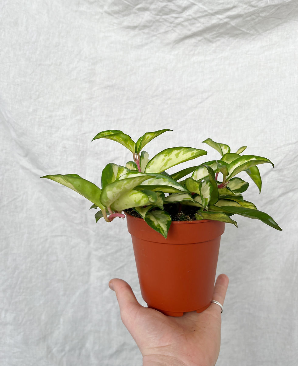 Thumbnail: Hoya carnosa 'Tricolour’