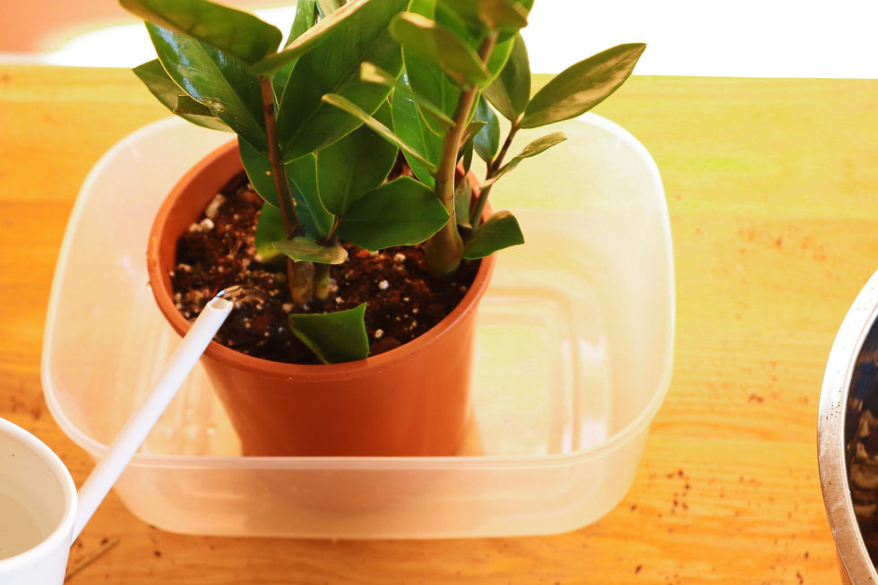 A watering can being used to water a freshly potted plant