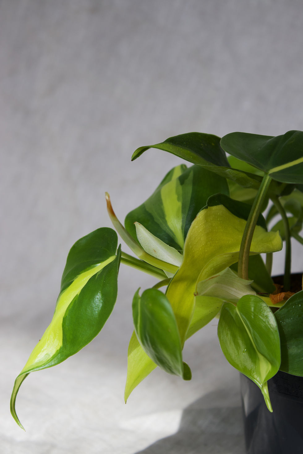 Thumbnail: Philodendron scandens 'Brazil’ 12cm
