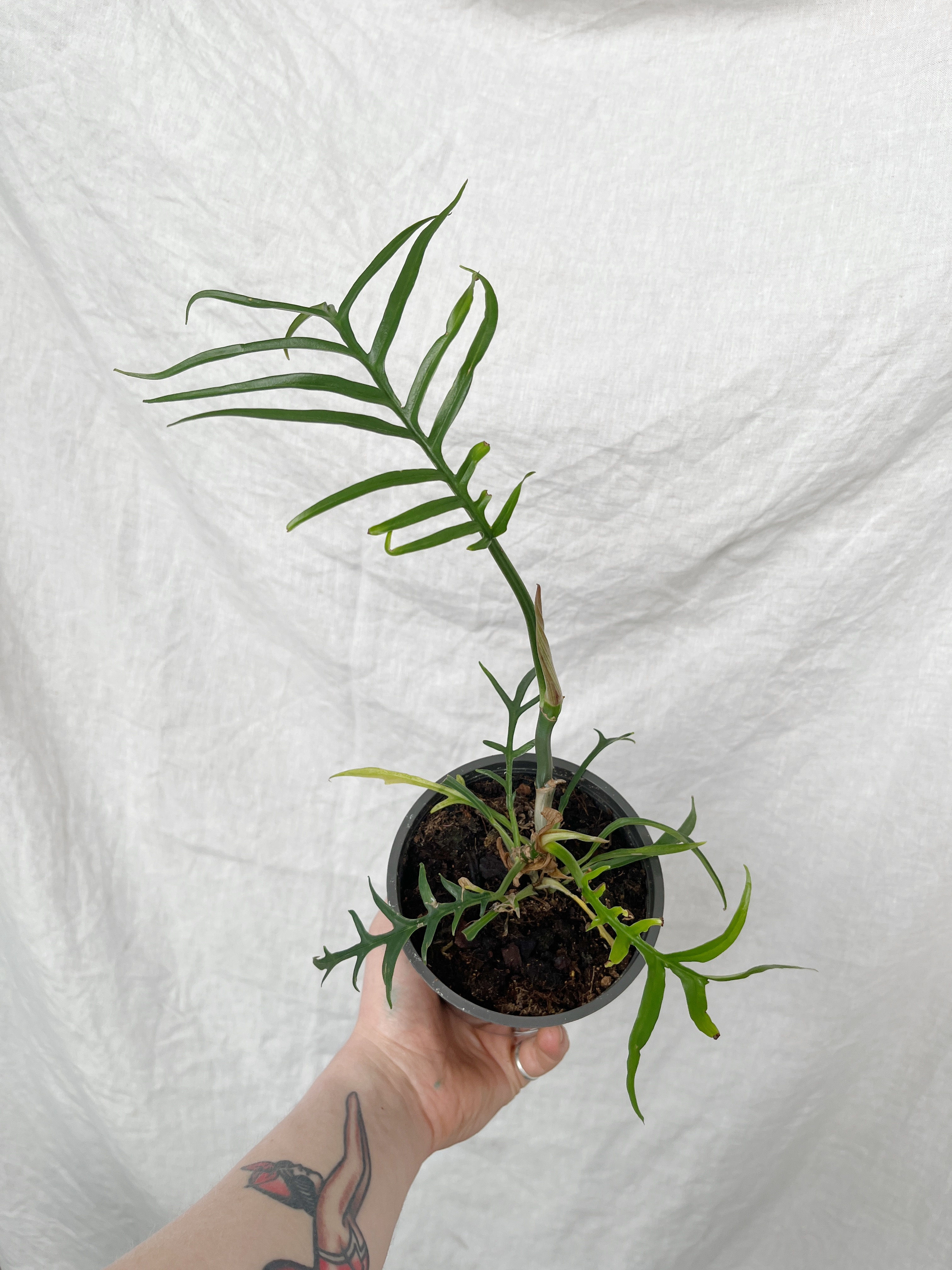 Plants in Need: Philodendron tortum