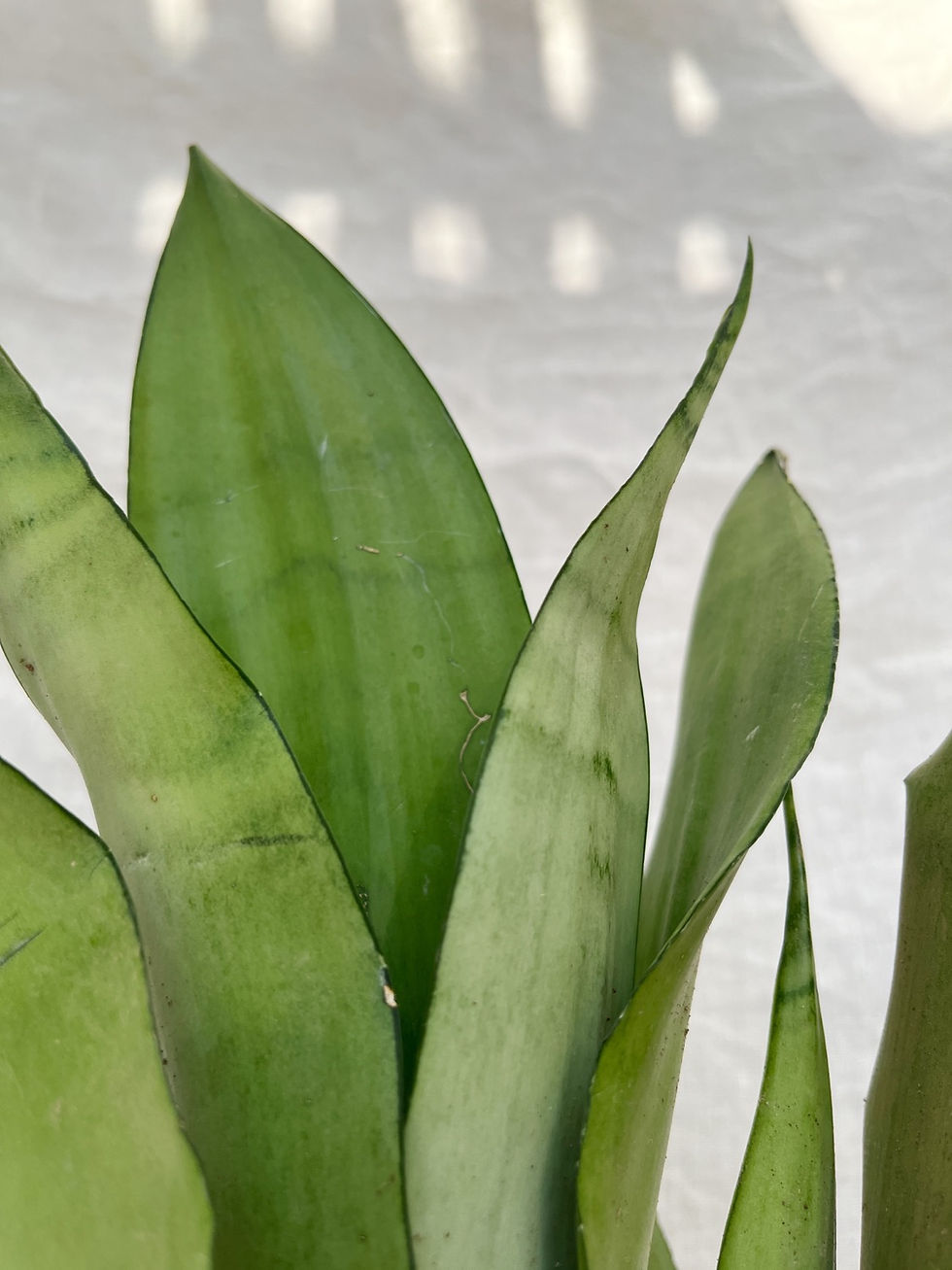 Thumbnail: Sansevieria trifasciata 'Moonshine' 12cm (Small) | Snake Plant