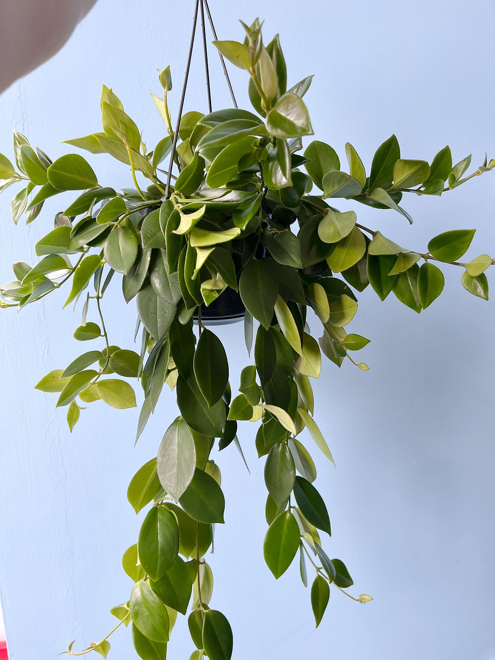 Thumbnail: Aeschynanthus 'Mona Lisa' | Lipstick Plant