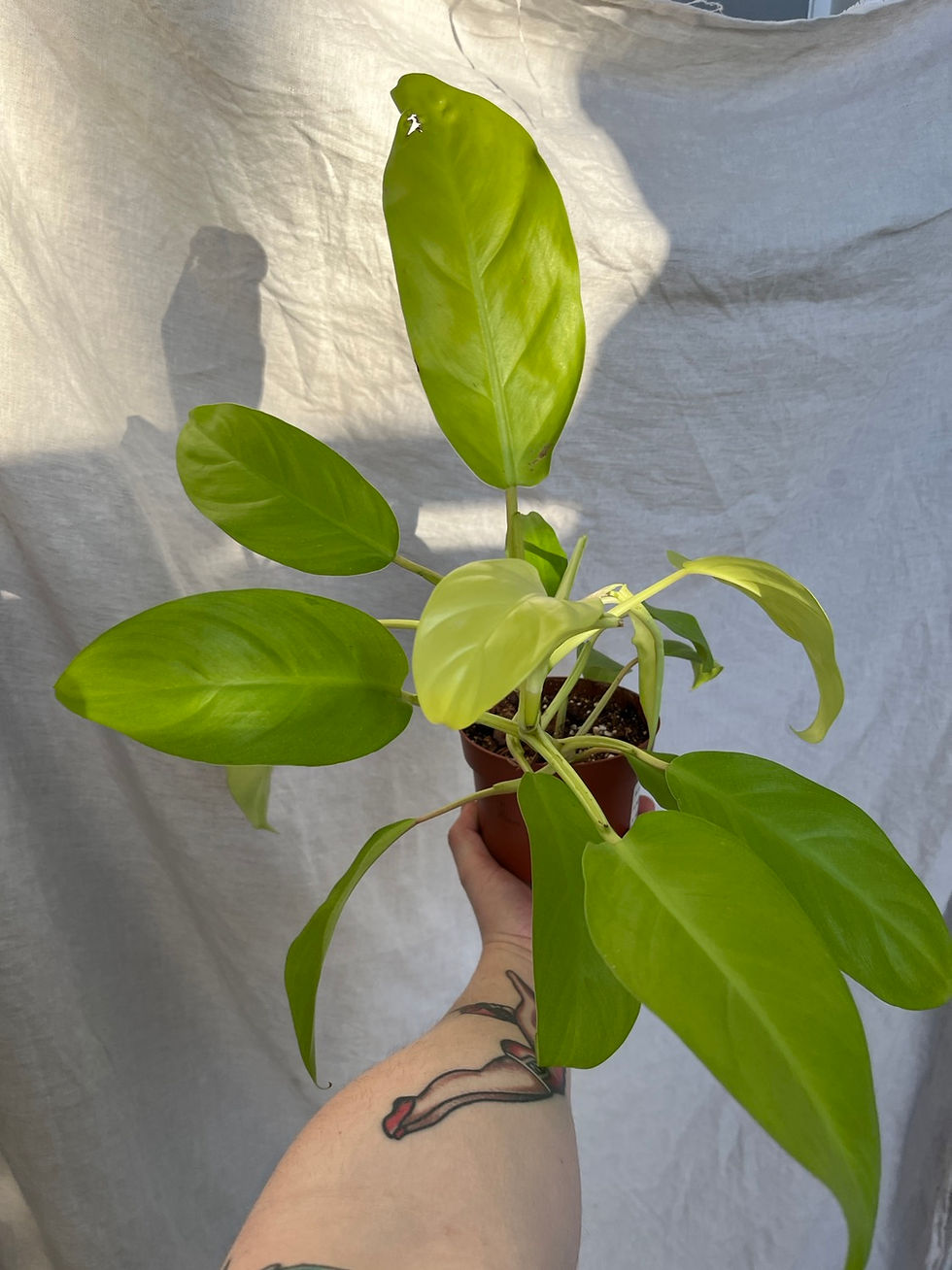 Thumbnail: Plants in Need: Philodendron Malay Gold