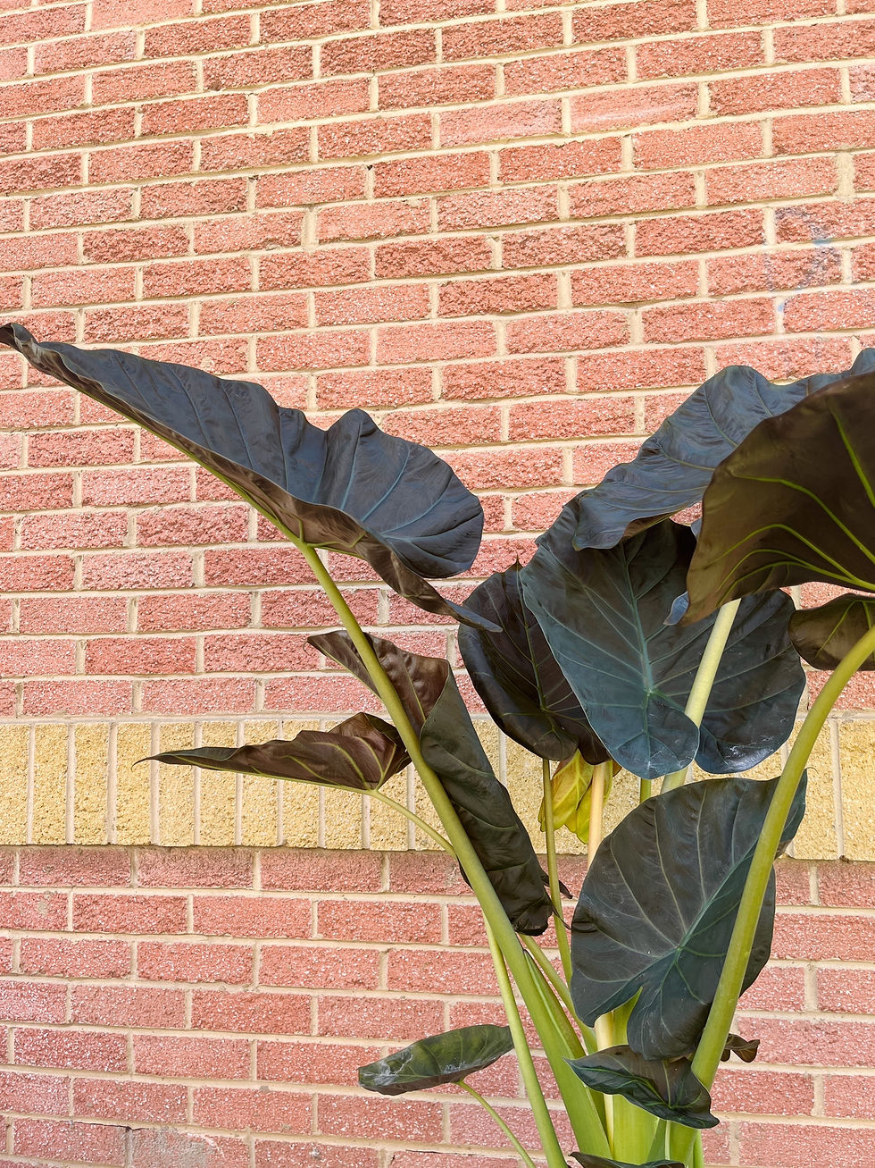 Thumbnail: *Message to pre-order* XL Alocasia 'Regal Shield' | Elephant Ear