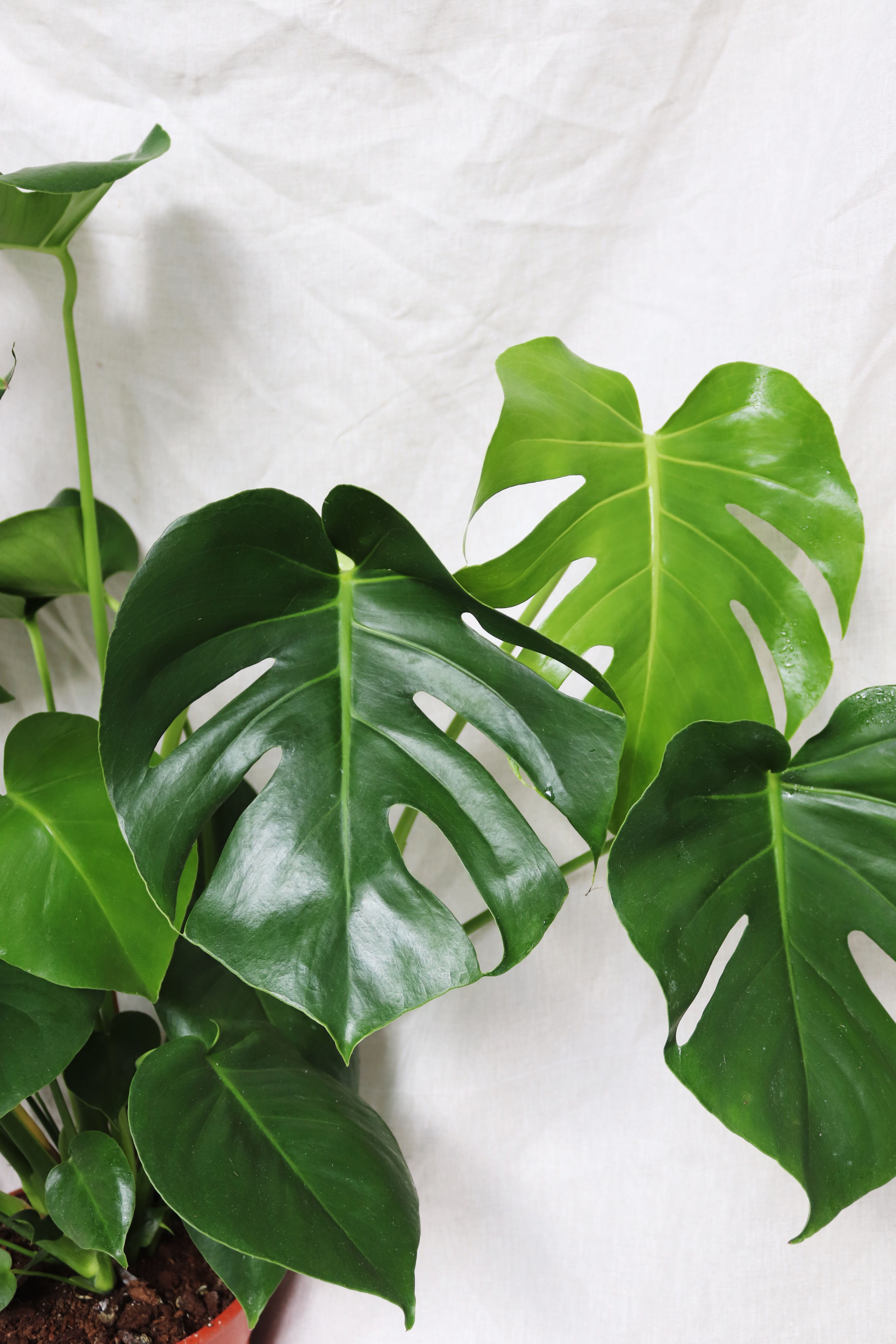 Monstera deliciosa | Cheese Plant