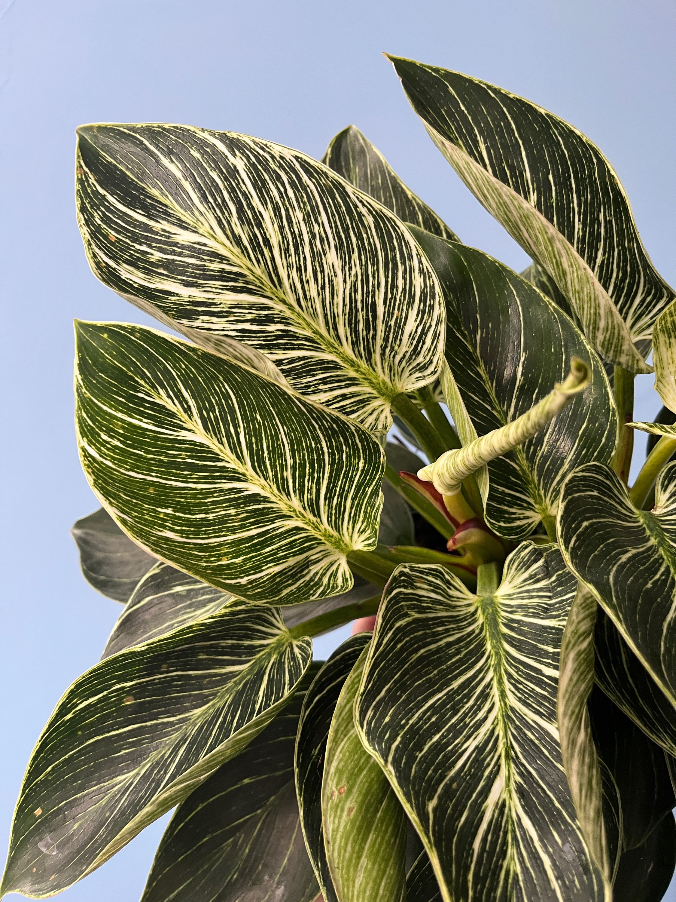 Philodendron birkin 'White Wave'