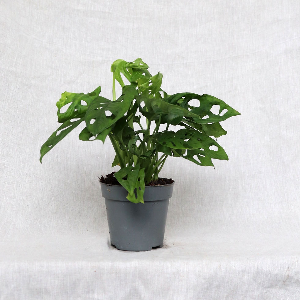 Thumbnail: Monstera adansonii 12cm | Monkey Mask Monstera