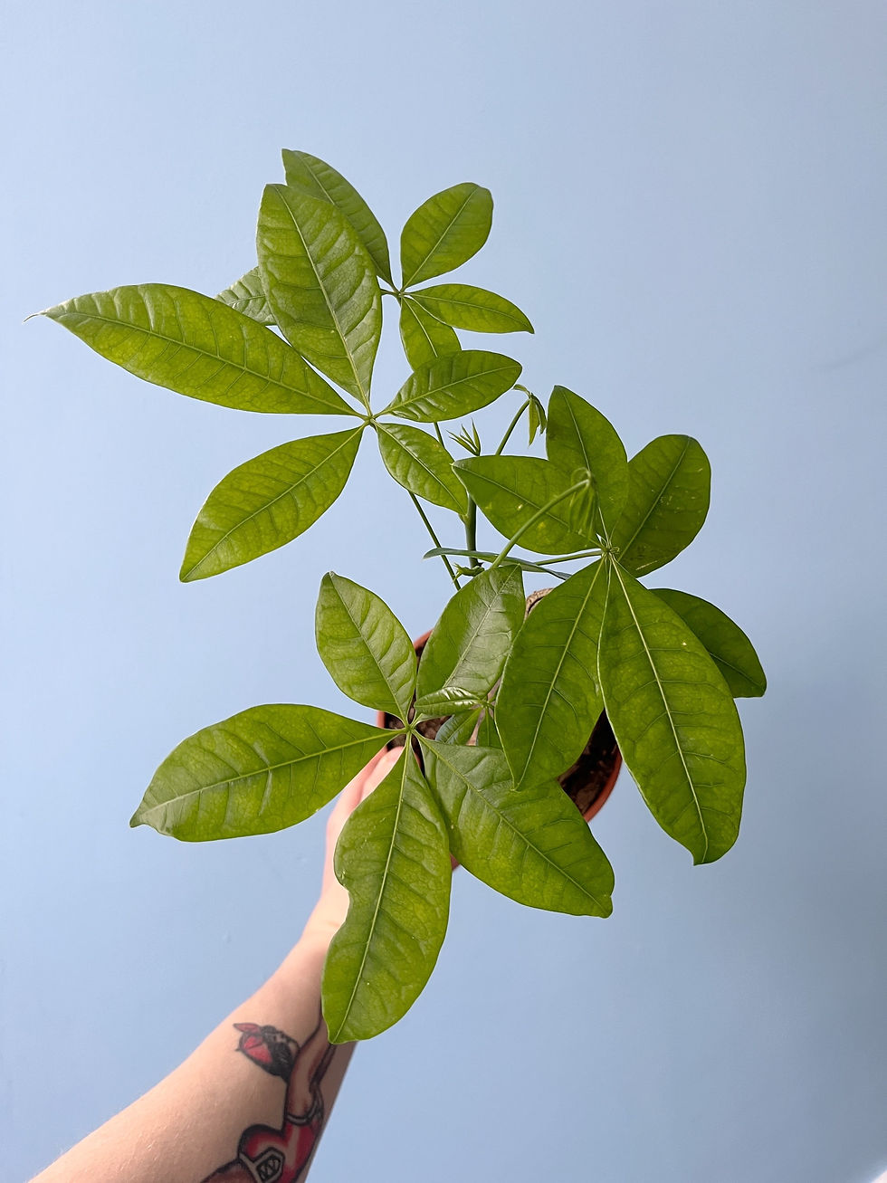 Thumbnail: Pachira aquatica: Single Stem 14cm | Money Tree