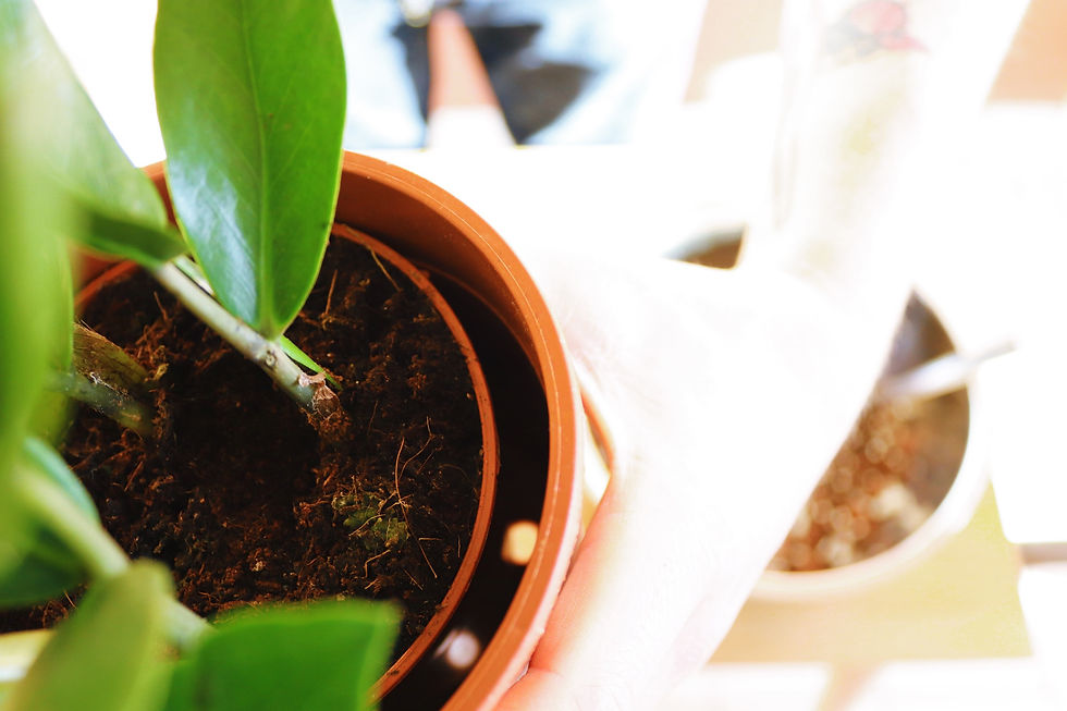 Plastic plant pot inside of another plant pot