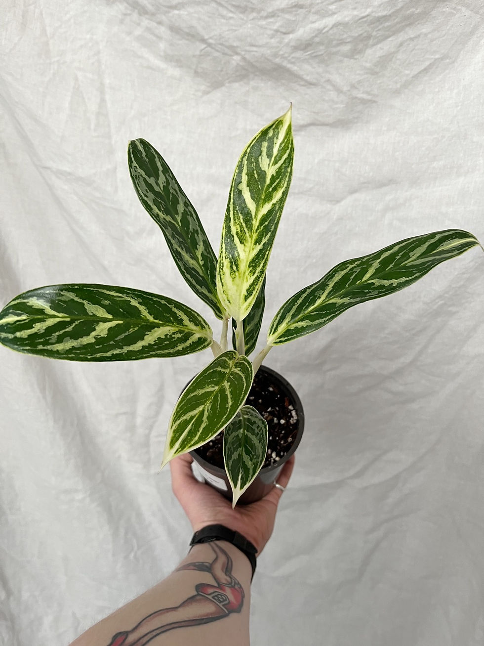 Thumbnail: Plants in Need: Aglaonema 'Ivy Green'