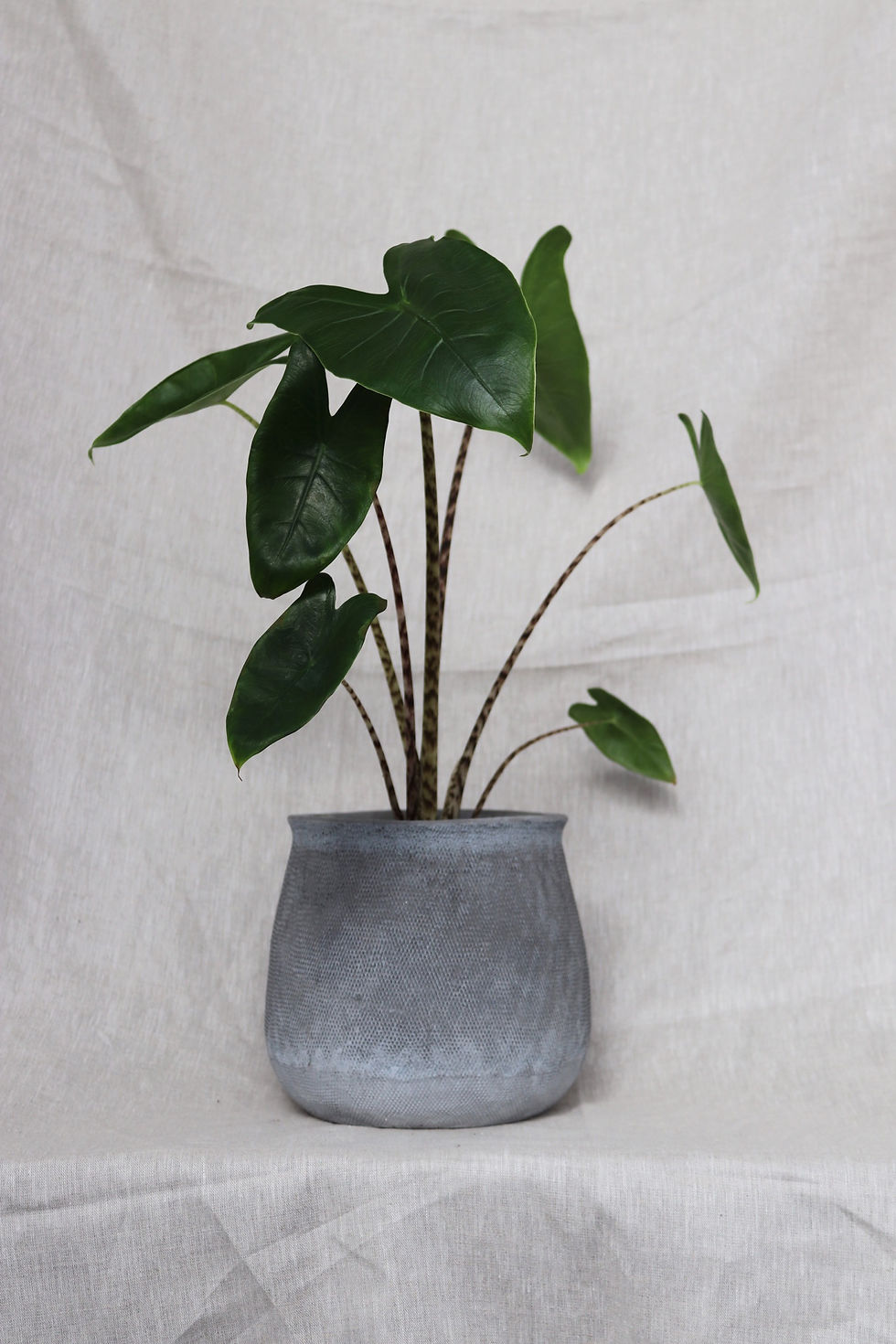 Thumbnail: Jar Pot | D13cm