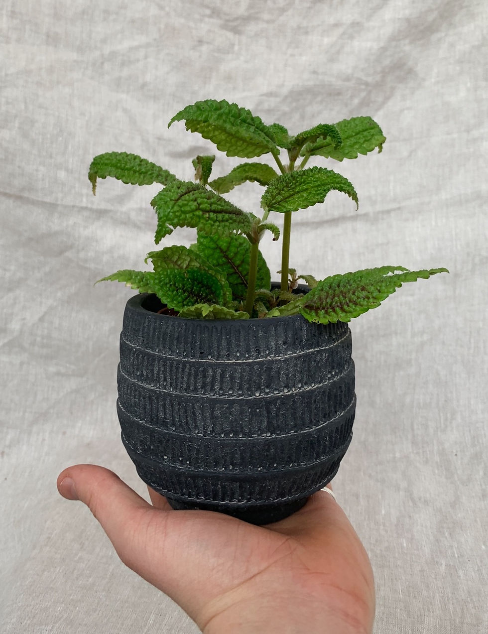 Thumbnail: Black Window Pot | Multiple sizes