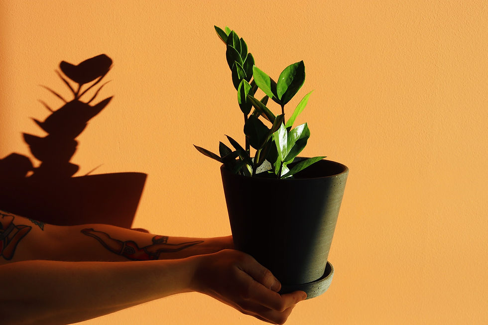 ZZ plant in a pot