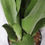Thumbnail: Sansevieria trifasciata 'Moonshine' | Snake Plant