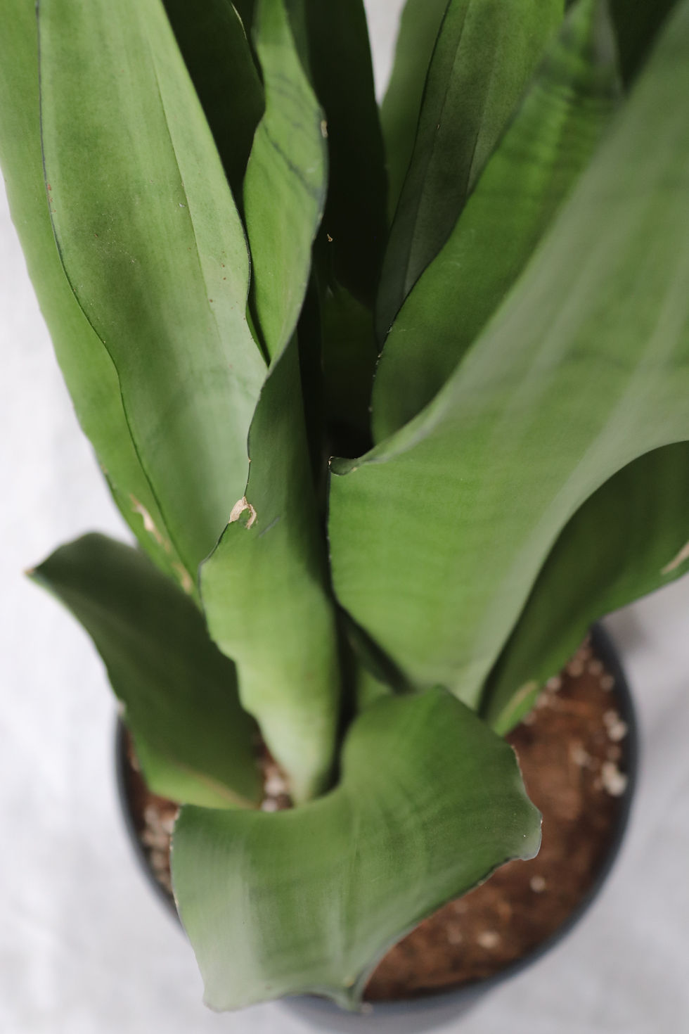 Thumbnail: Sansevieria trifasciata 'Moonshine' | Snake Plant
