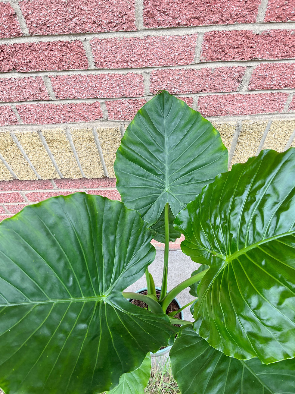 Thumbnail: Alocasia gageana | Elephant Ear