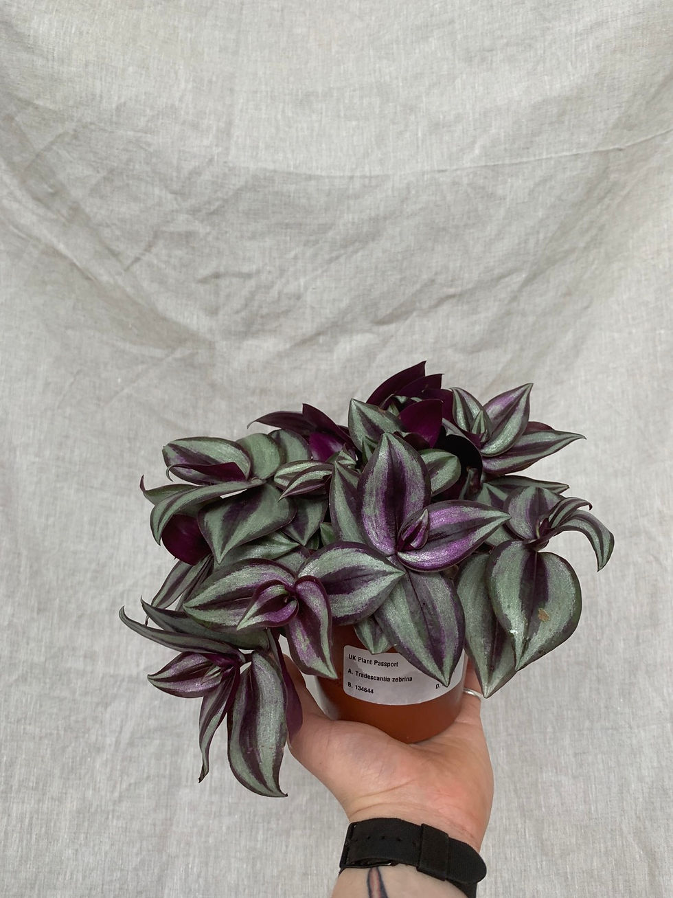 Thumbnail: Tradescantia zebrina | Wandering Dude