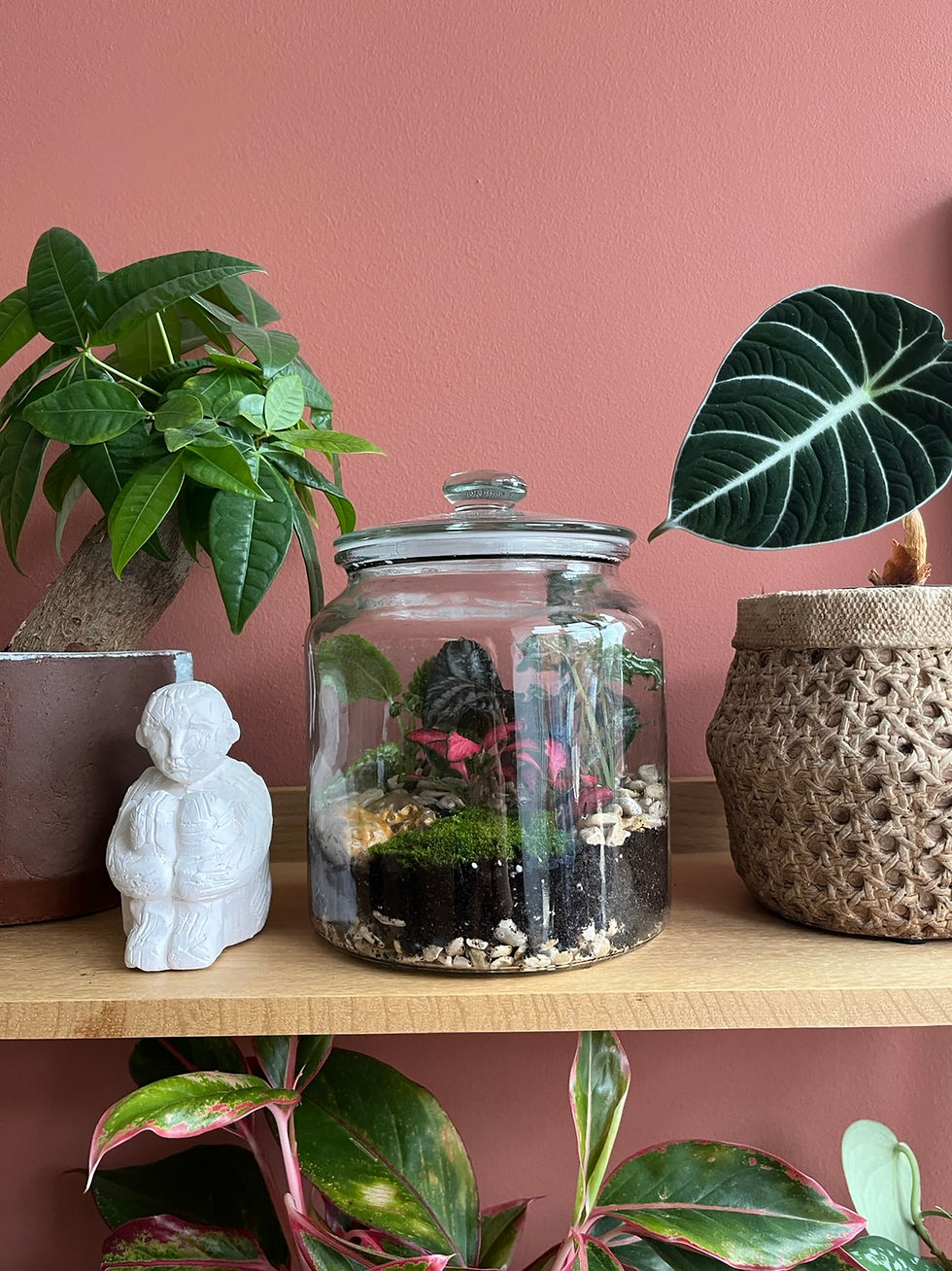 Thumbnail: Terrarium D