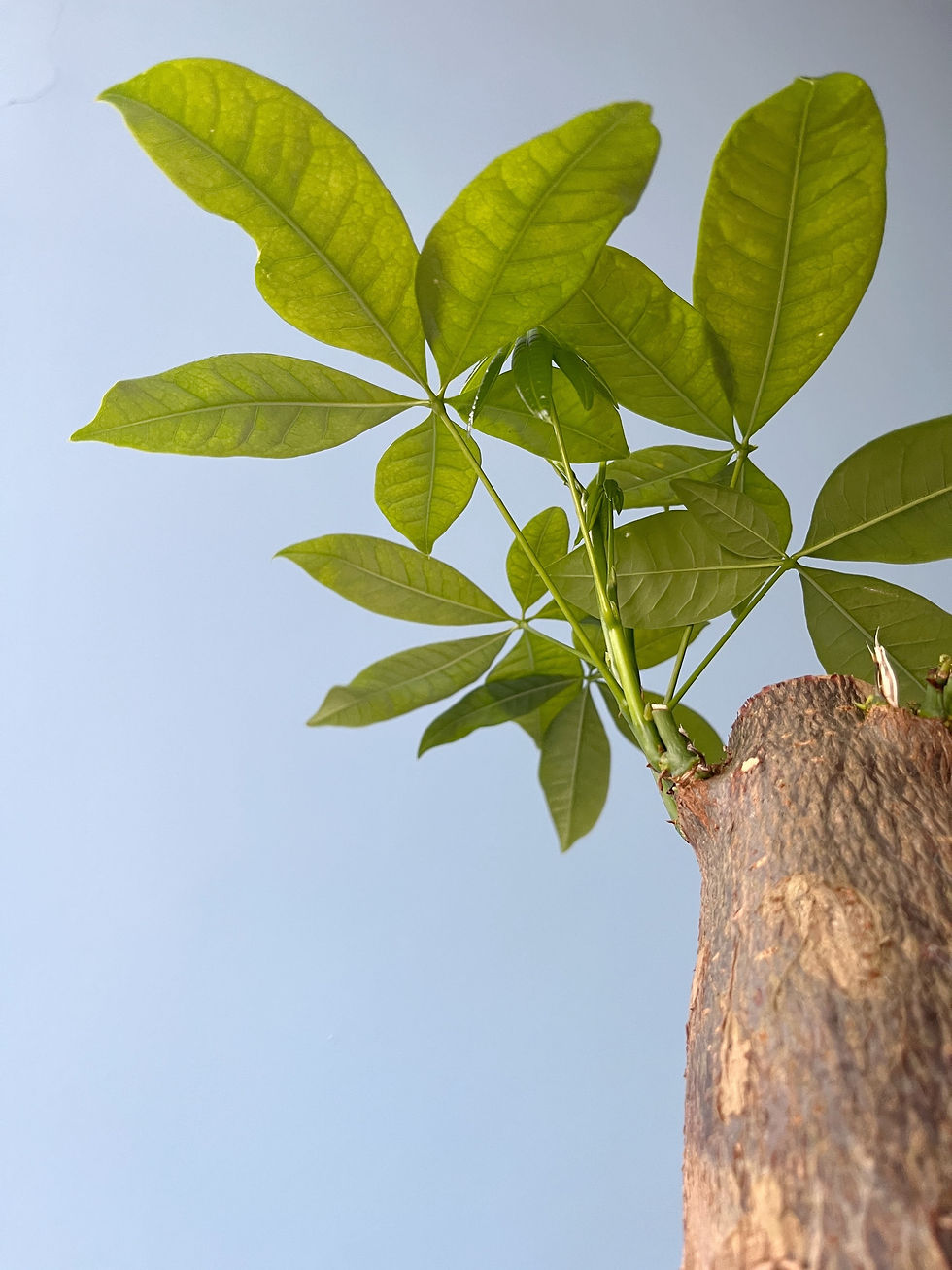 Thumbnail: Pachira aquatica: Single Stem 14cm | Money Tree
