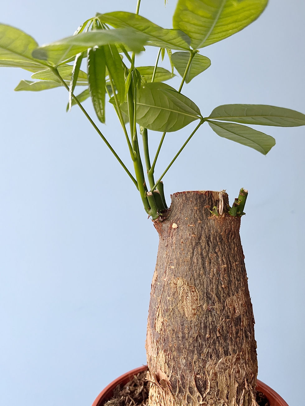 Thumbnail: Pachira aquatica: Single Stem 14cm | Money Tree