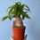 Thumbnail: Plants in Need: Pachira aquatica: Single Stem | Money Tree