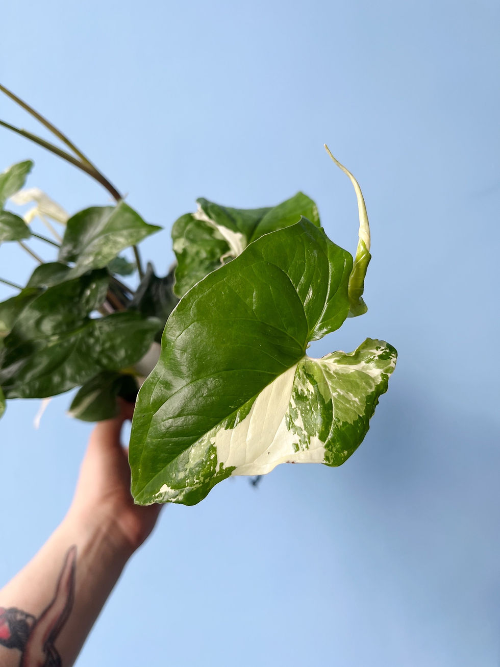 Thumbnail: Syngonium 'Albo Variegata' | Variegated Syngonium podophyllum