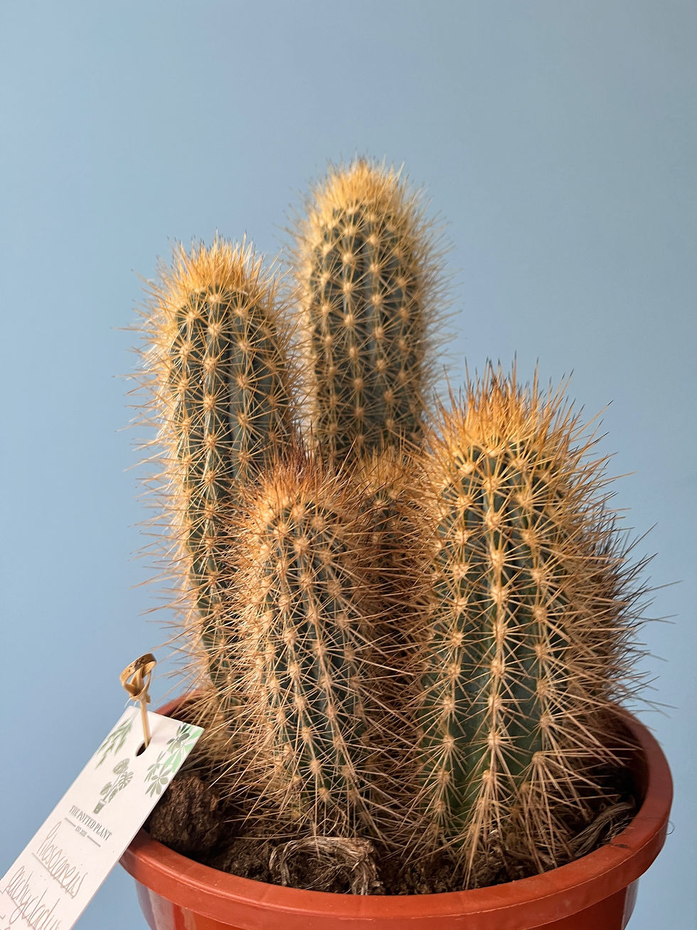 Thumbnail: Pilosocereus pachycladus
