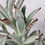 Thumbnail: Kalanchoe tomentosa | Panda Plant 🐼