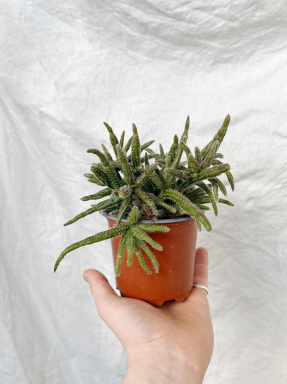 Thumbnail: Rhipsalis baccifera subsp. horrida | Mouse Tail Cactus