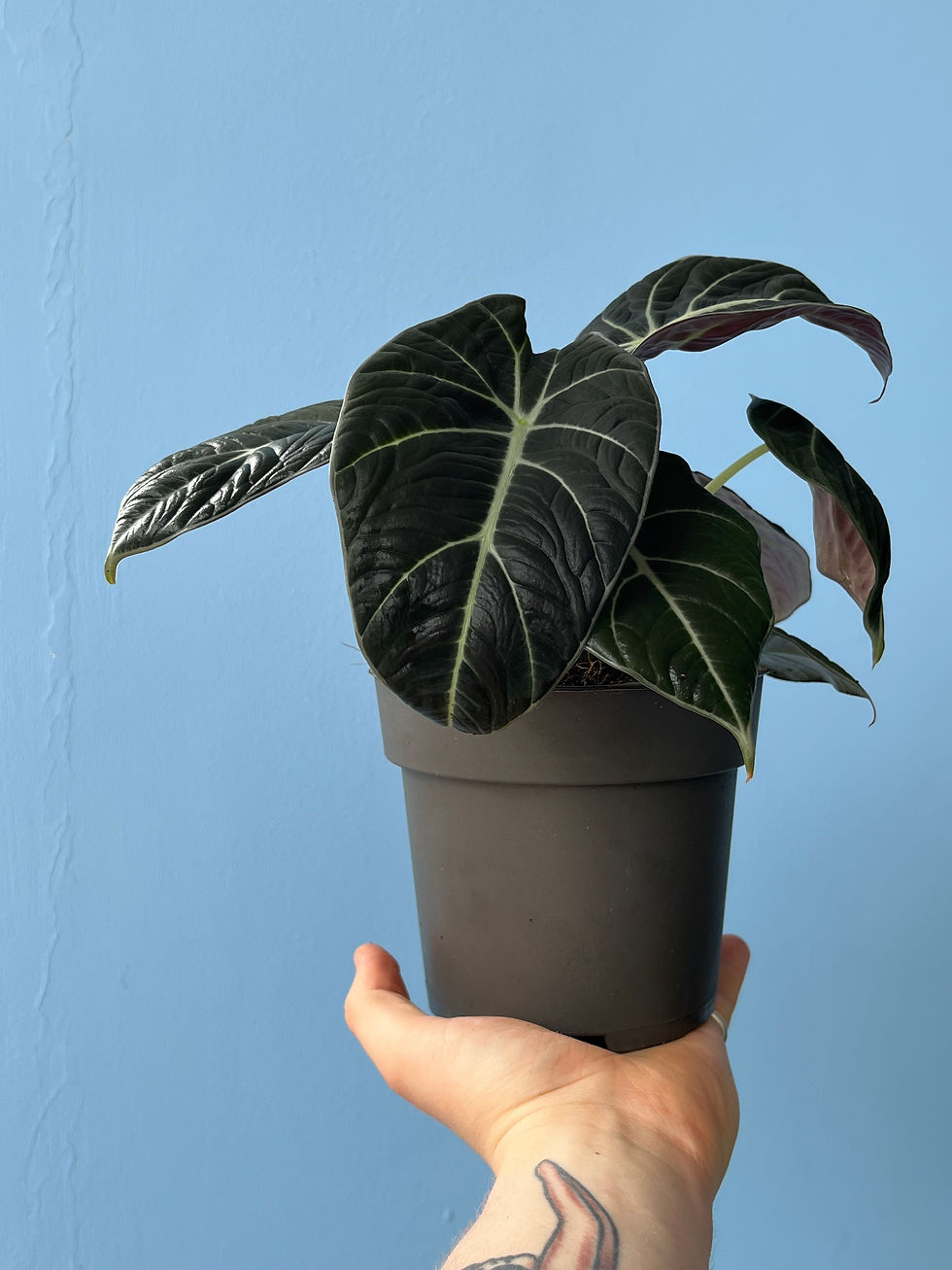 Thumbnail: Alocasia Black Velvet 14cm