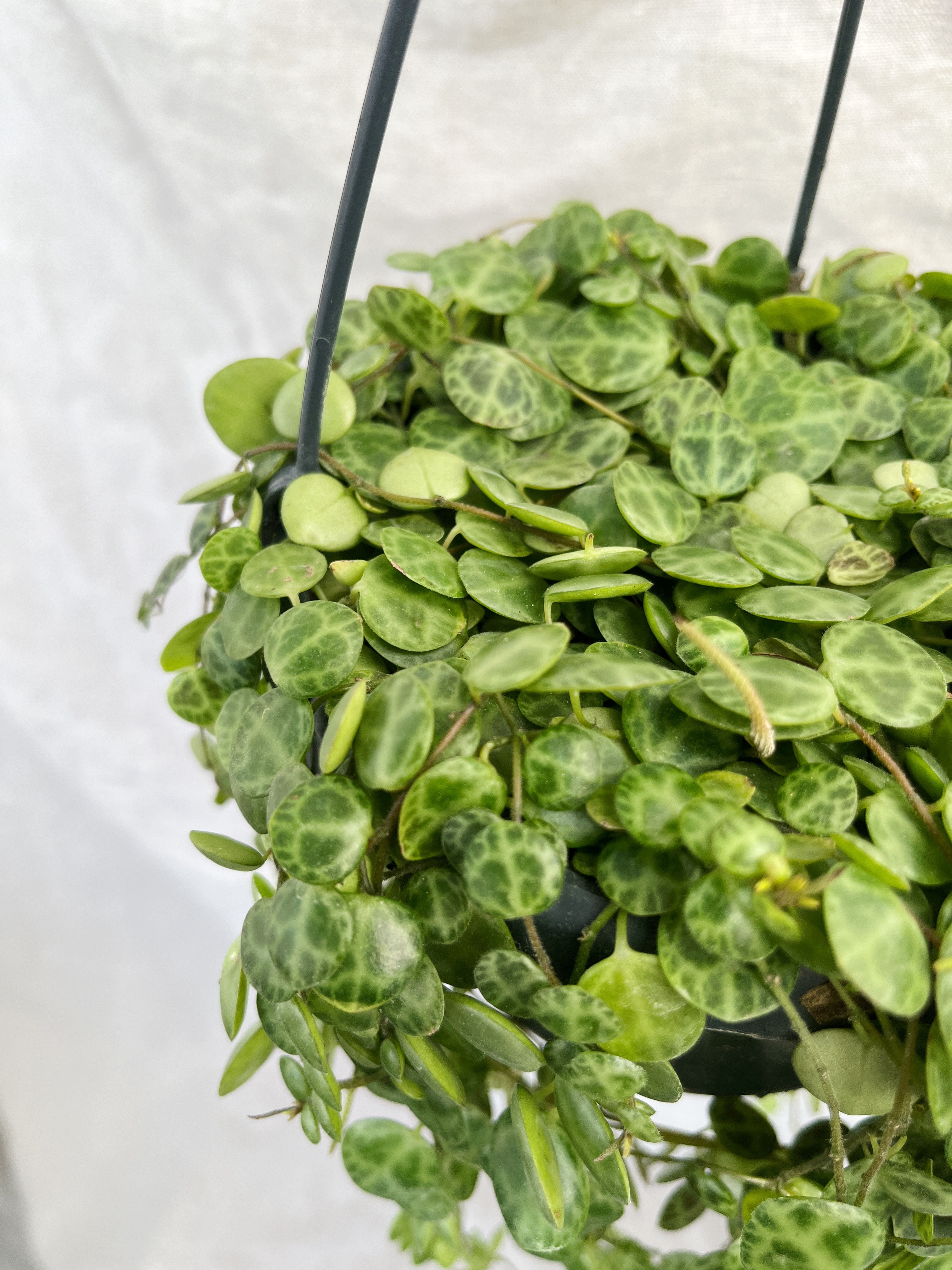 String of Turtles | Peperomia prostrata