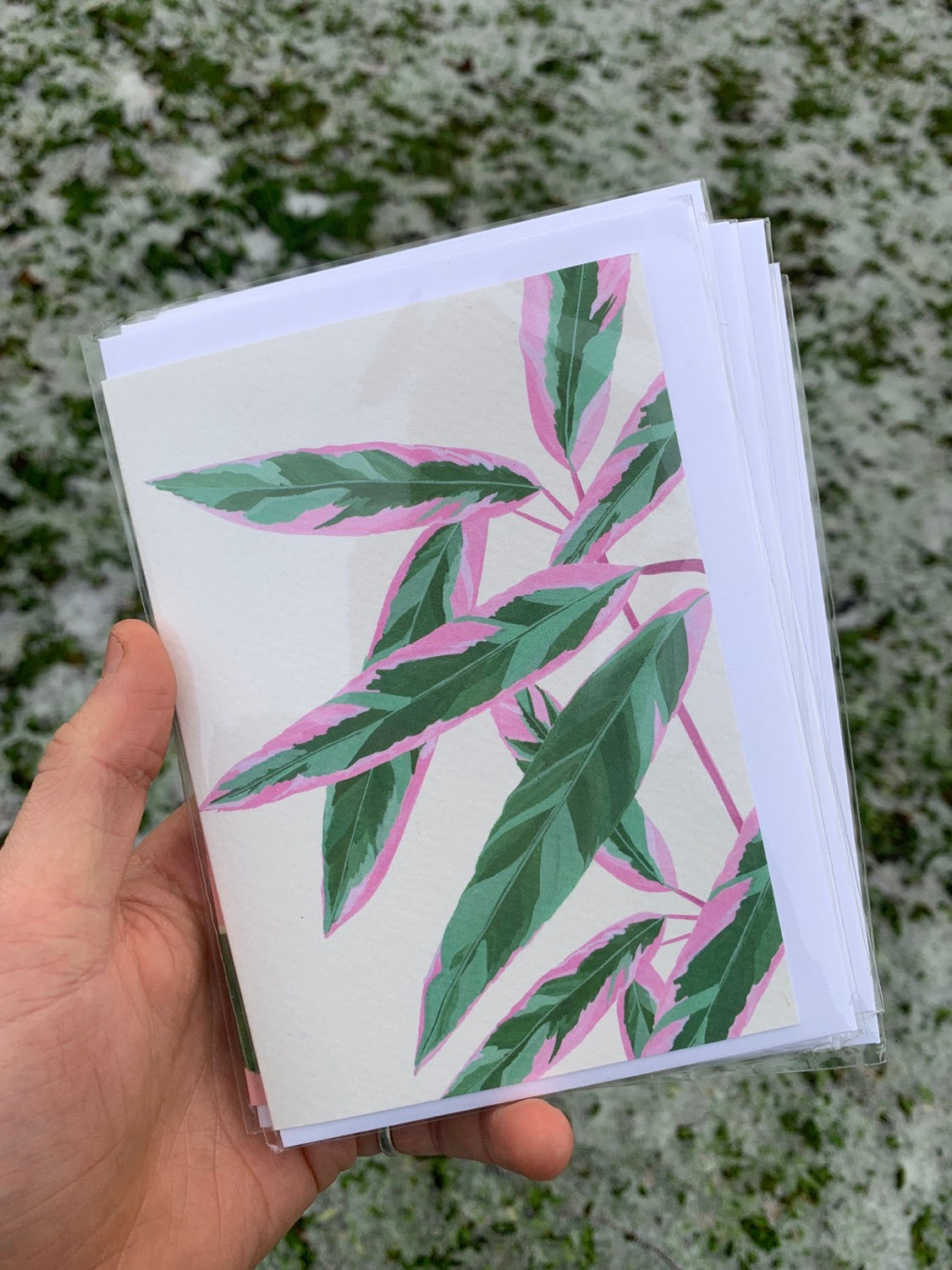Greetings Card: Calathea Triostar