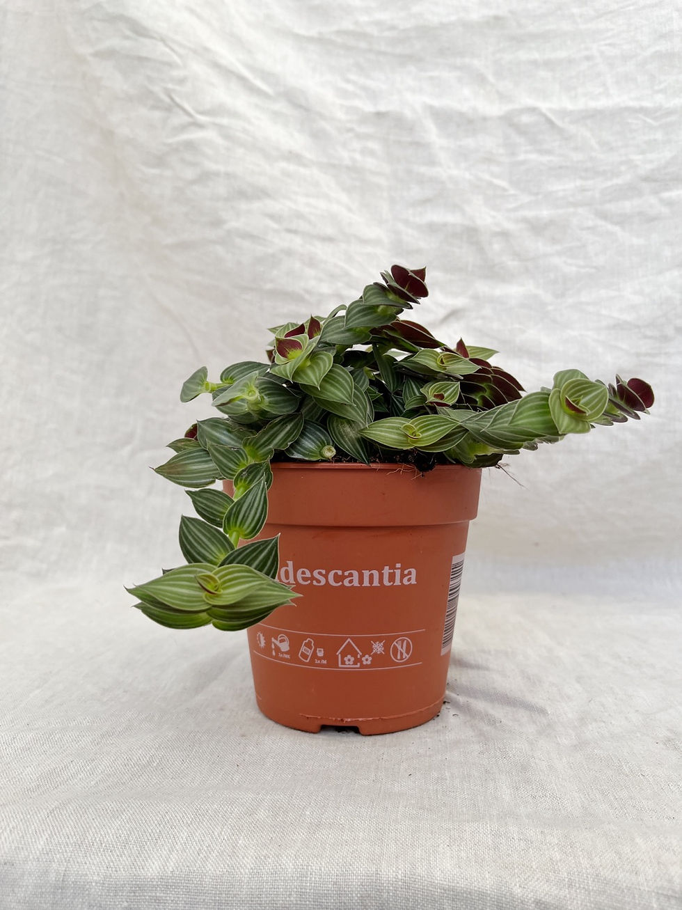 Thumbnail: Tradescantia 'Tiana'