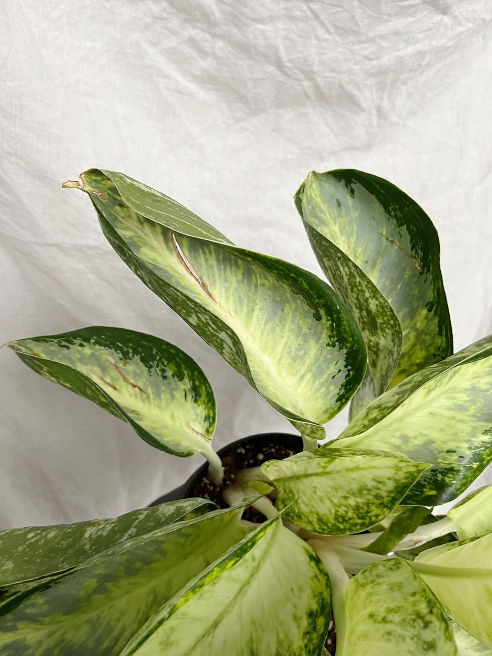 Thumbnail: Plants in Need: Aglaonema 'Aquamarine'