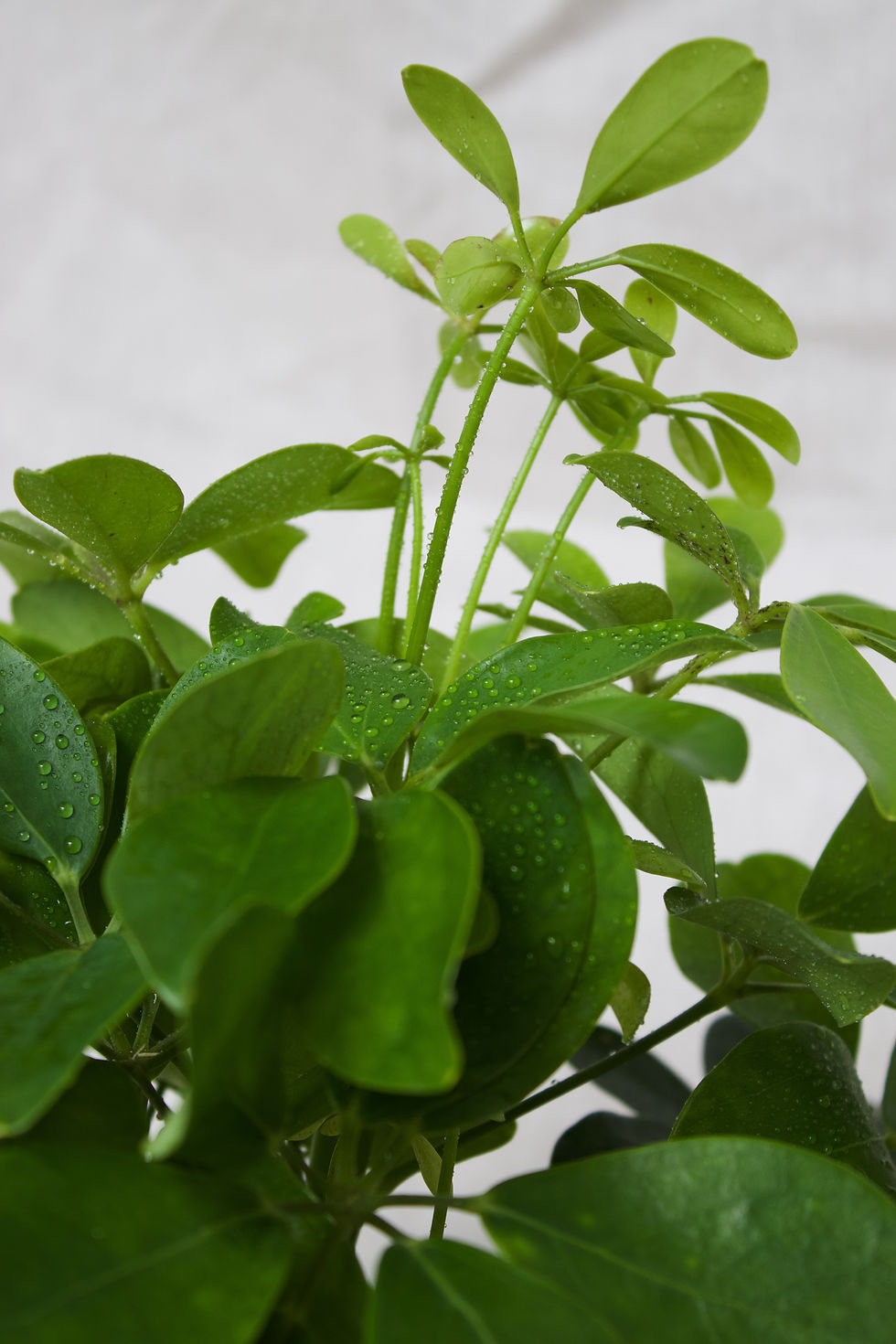 Thumbnail: Schefflera arboricola ‘Nora’ | Umbrella Tree