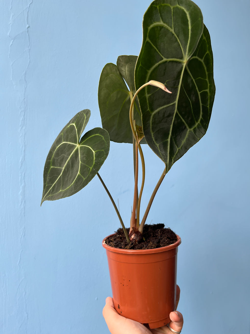 Thumbnail: Anthurium clarinervium