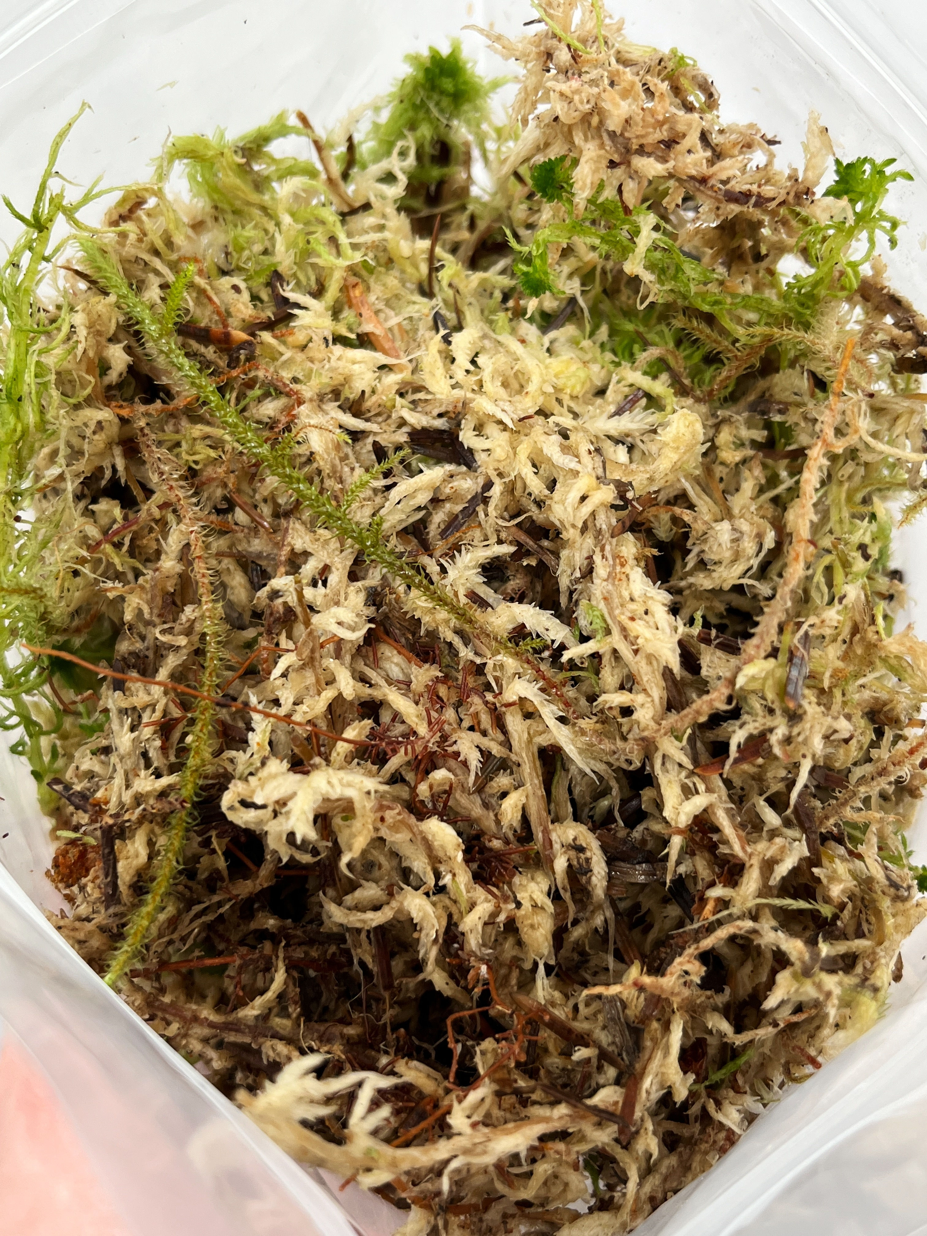 Sphagnum Moss (2.5L)