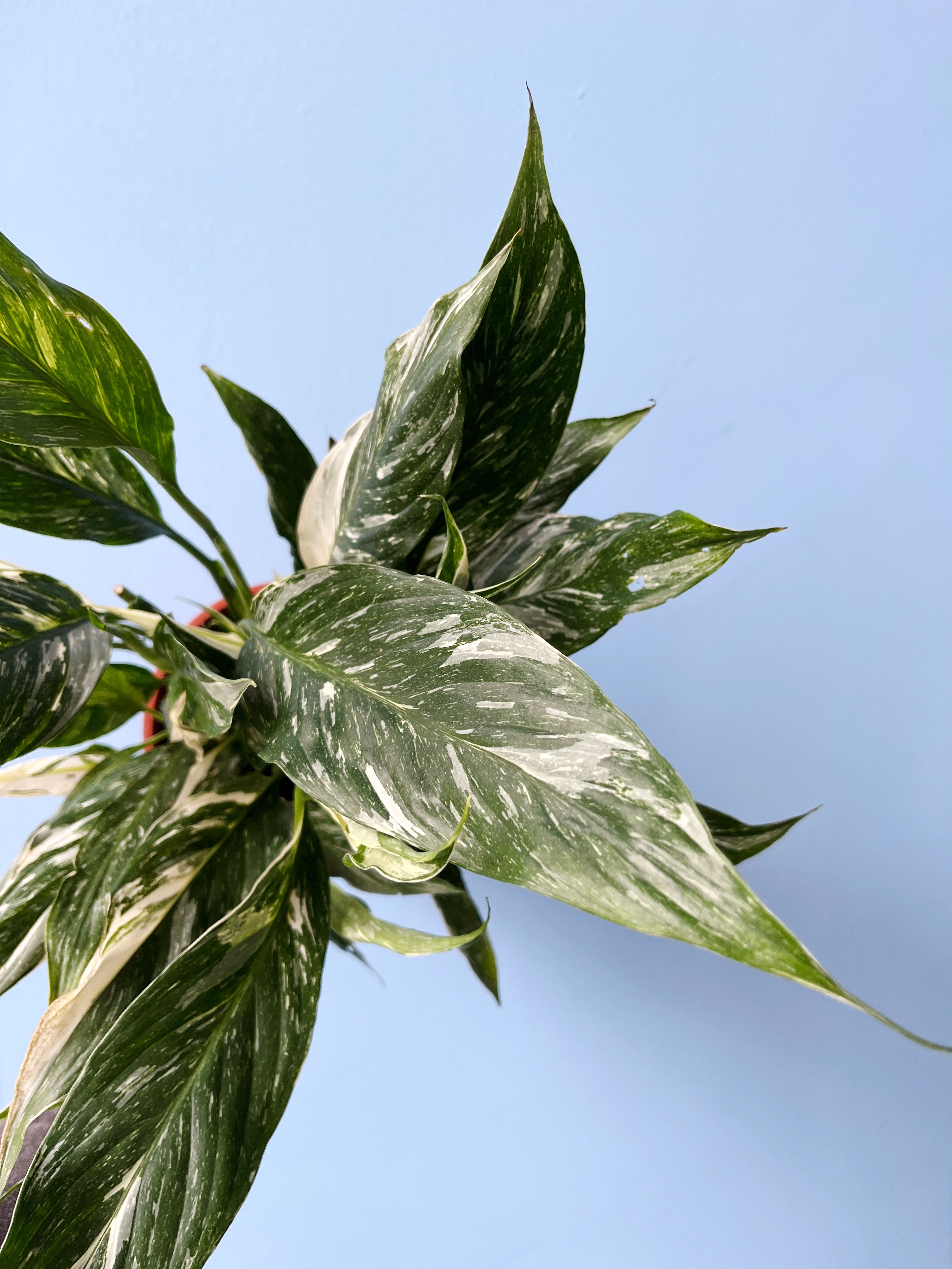 Spathiphyllum 'Diamond' | Variegated Peace Lily