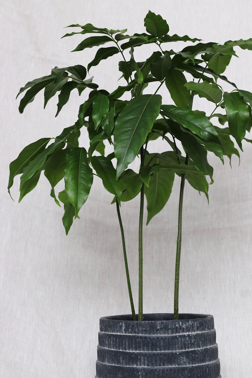 Thumbnail: Black Window Pot | Multiple sizes