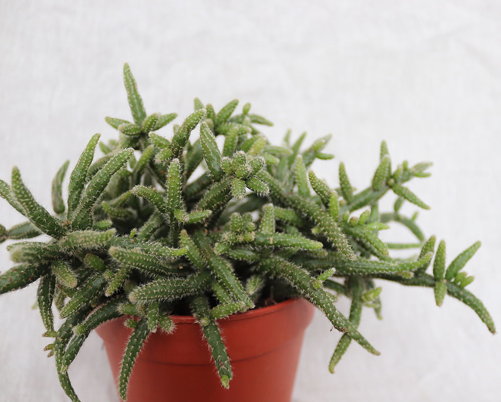Thumbnail: Rhipsalis baccifera subsp. horrida | Mouse Tail Cactus