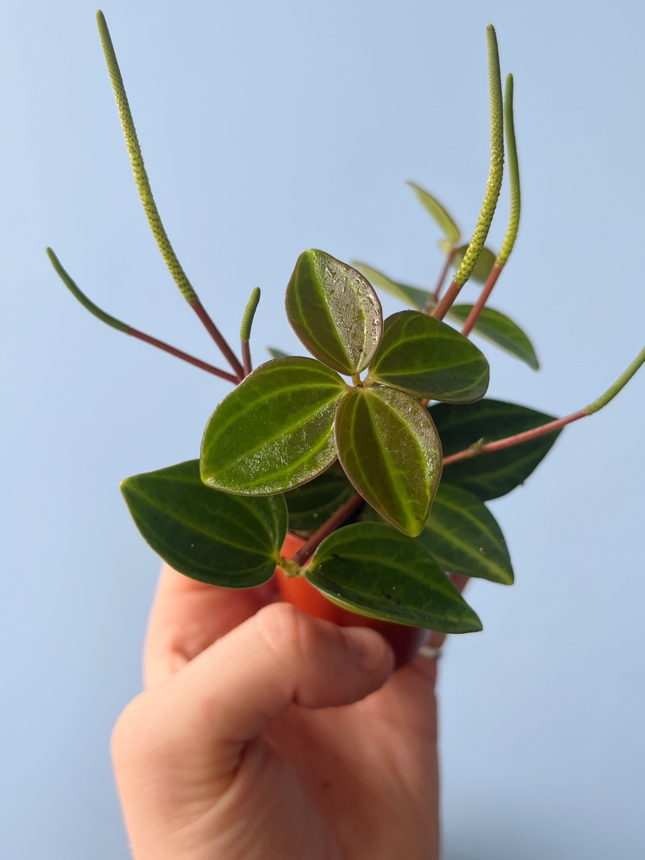 Peperomia angulata (Baby Plant)
