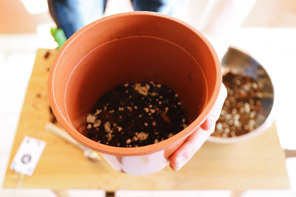 Plant pot with an inch or two of fresh soil in the bottom