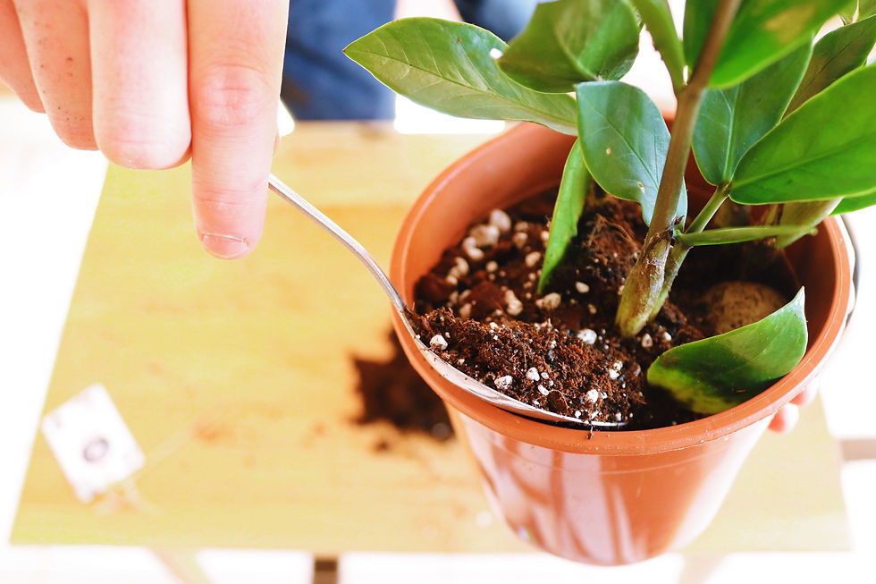 A spoon being used to fill plant pot with new soil
