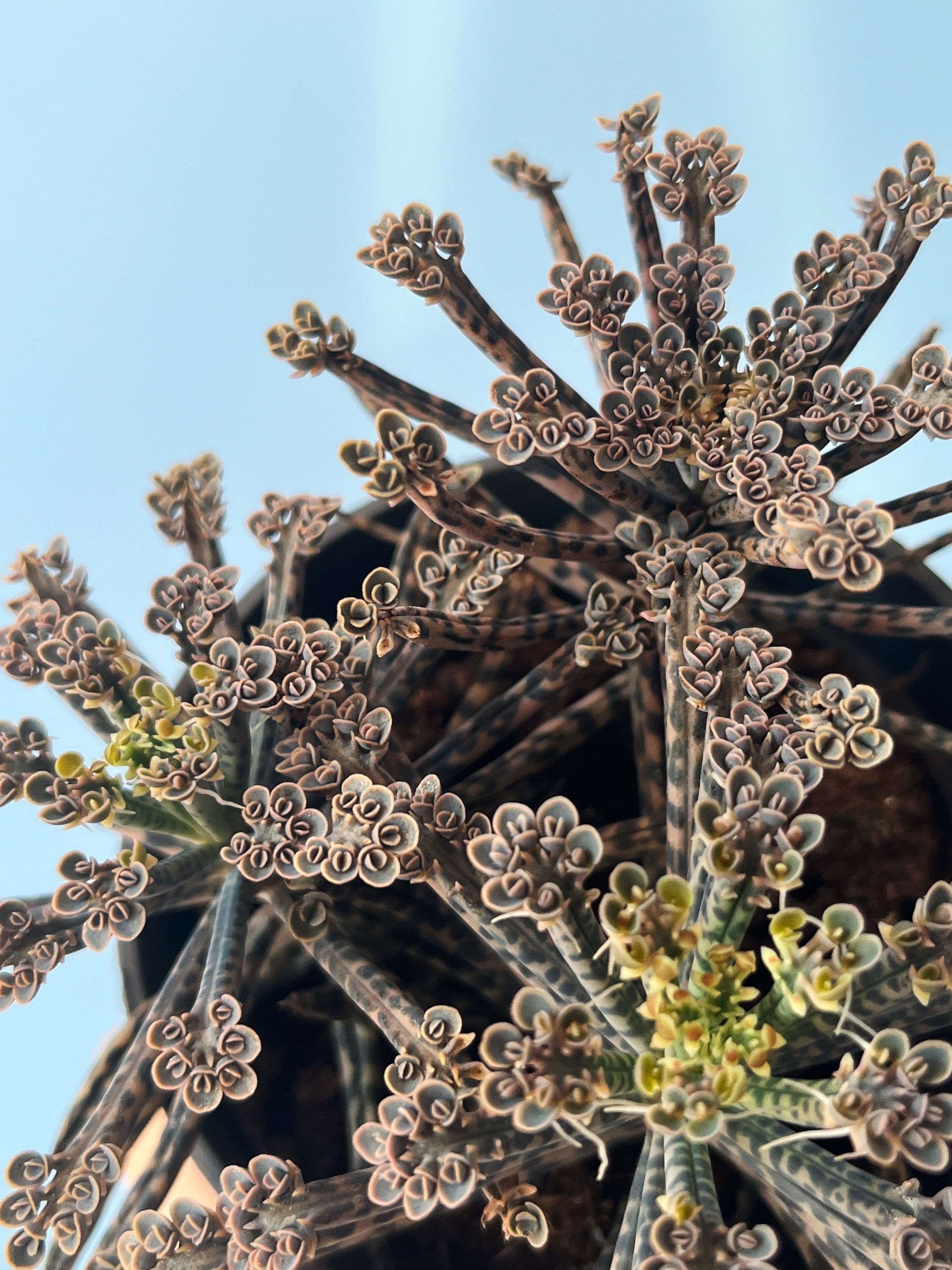 Kalanchoe delagoensis | Mother of Millions