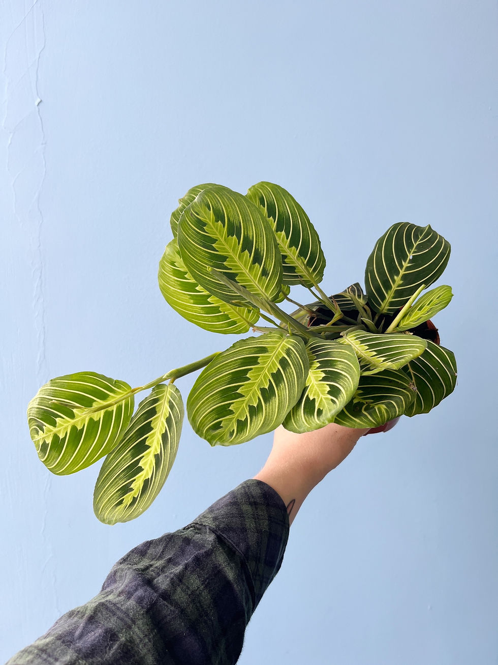 Thumbnail: Maranta leuconeura 'Lemon Lime' | Prayer Plant