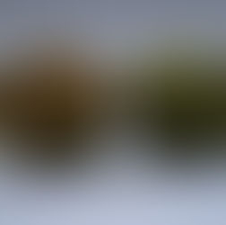 Apple Orchards, the Reverend John Eliot and 1633 Roxbury, MA