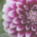DALIA.png