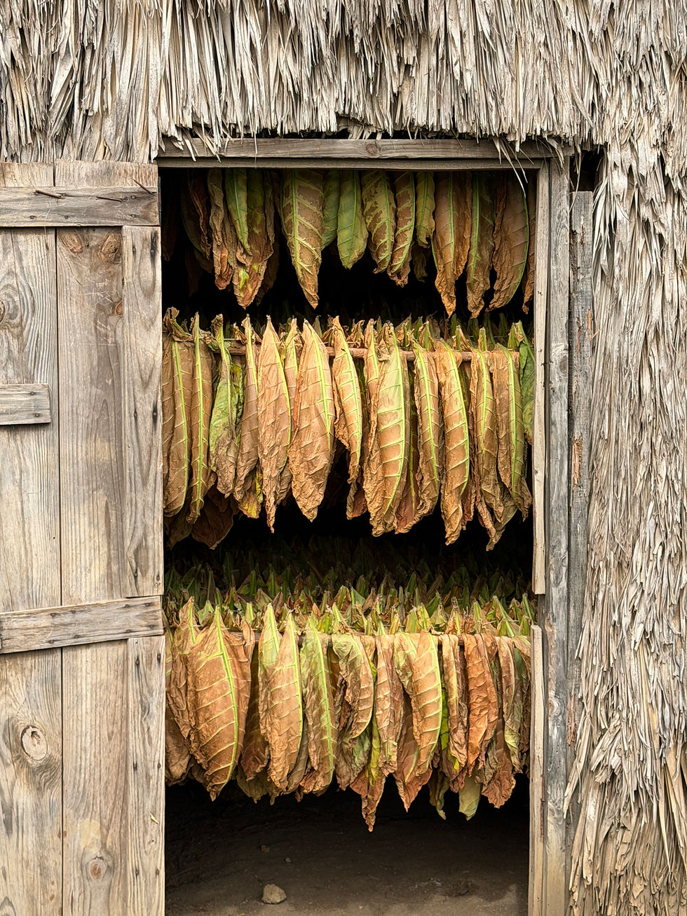 Compare cigar origins: Read the flavor