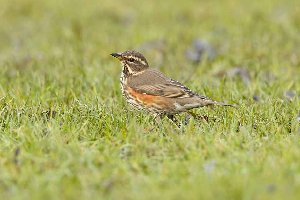 Redwing 3 (30 Dec 20).jpg