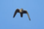 Peregrine (20 Sep 23).jpg